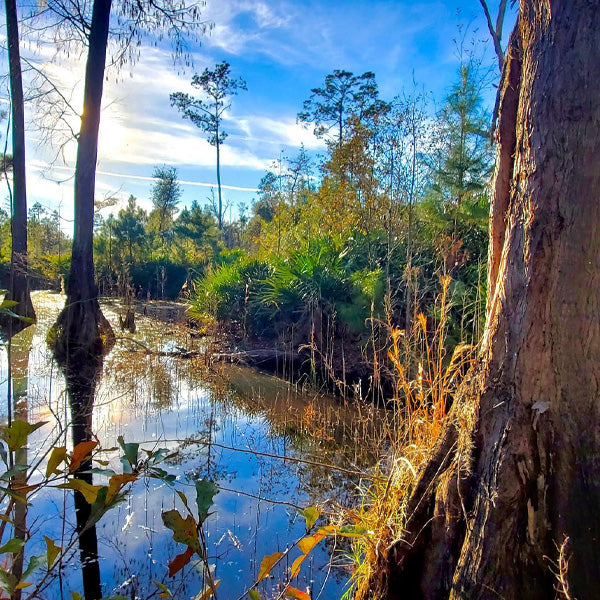 20 Popular Florida Hiking Trails