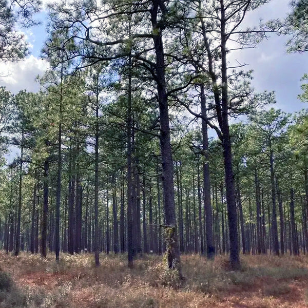 20 Popular Louisiana Hiking Trails